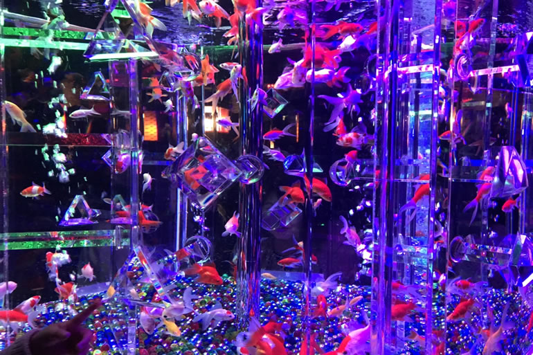 アートアクアリウムコレド室町