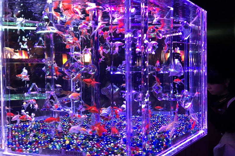 アートアクアリウム