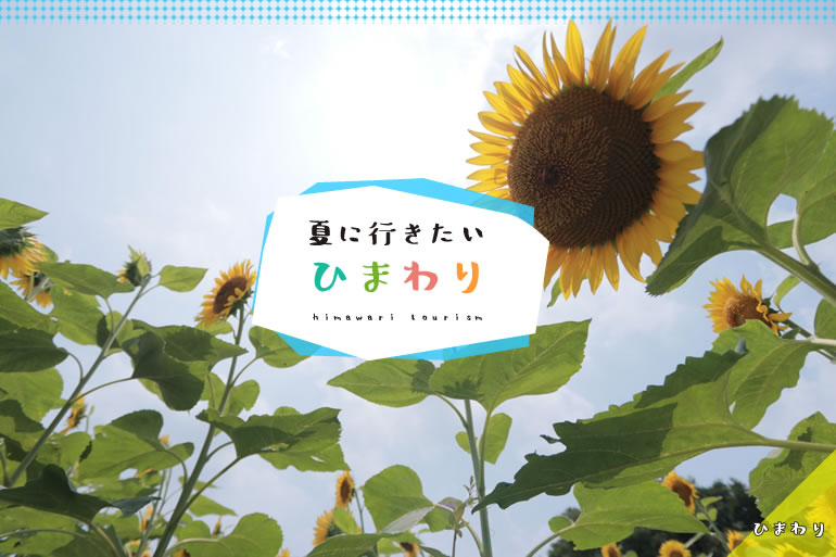 ひまわり畑　蓮田
