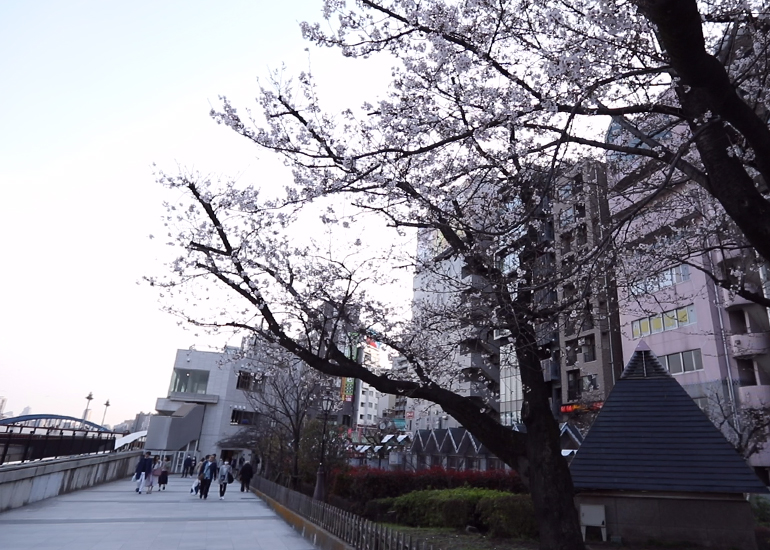 隅田公園は桜の名所