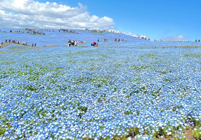 国営ひたち海浜公園