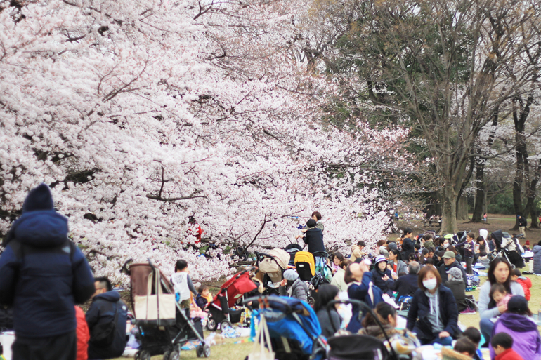 砧公園でお花見