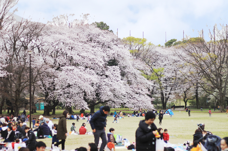 砧公園　出店