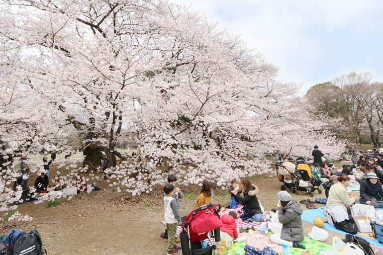 砧公園