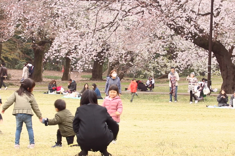 砧公園の桜