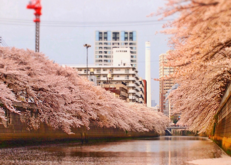 船から桜を楽しむには