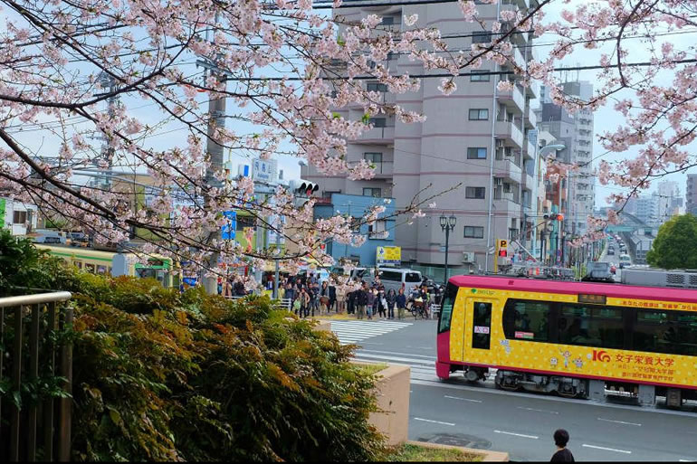 飛鳥山公園の桜