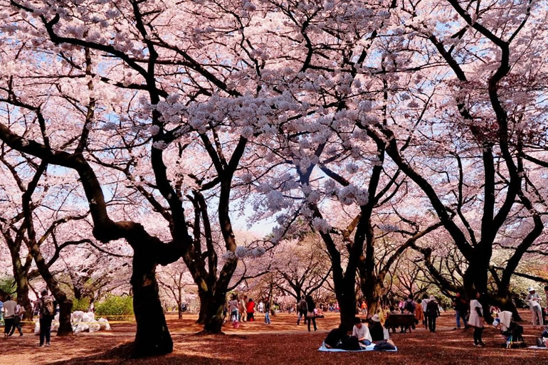 砧公園の桜