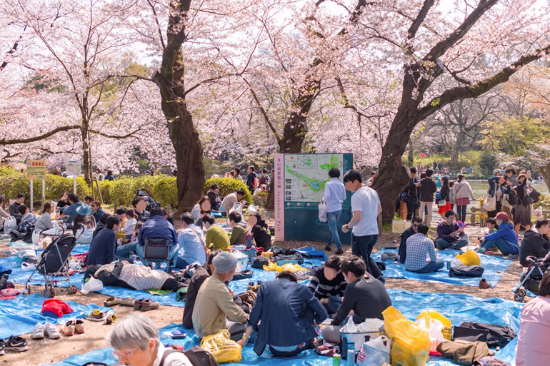 吉祥寺　桜