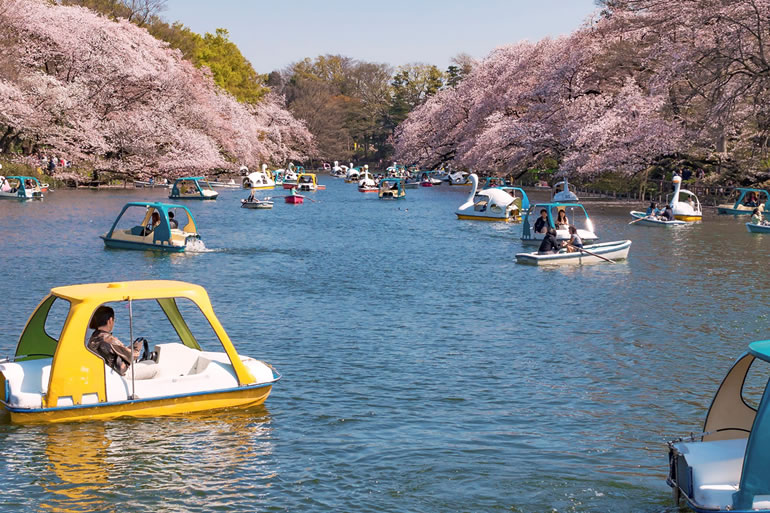 吉祥寺　桜