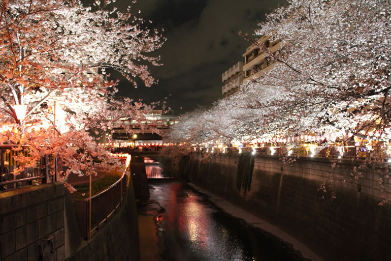 代々木公園の桜