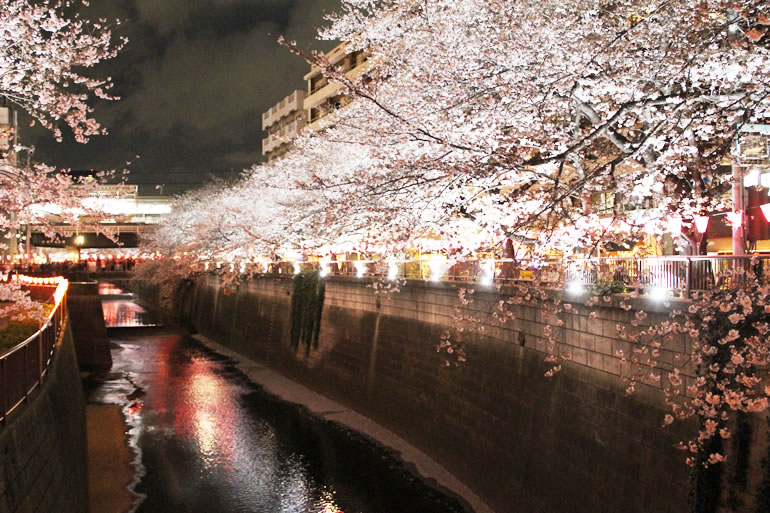 目黒川　桜