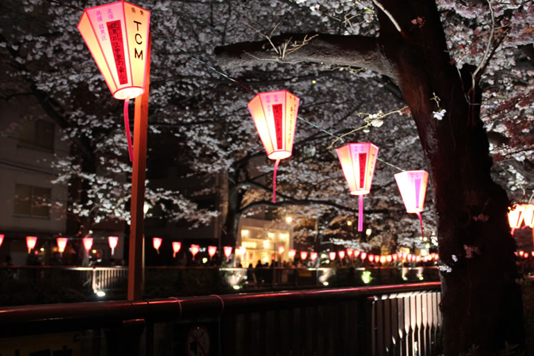 目黒川桜　提灯