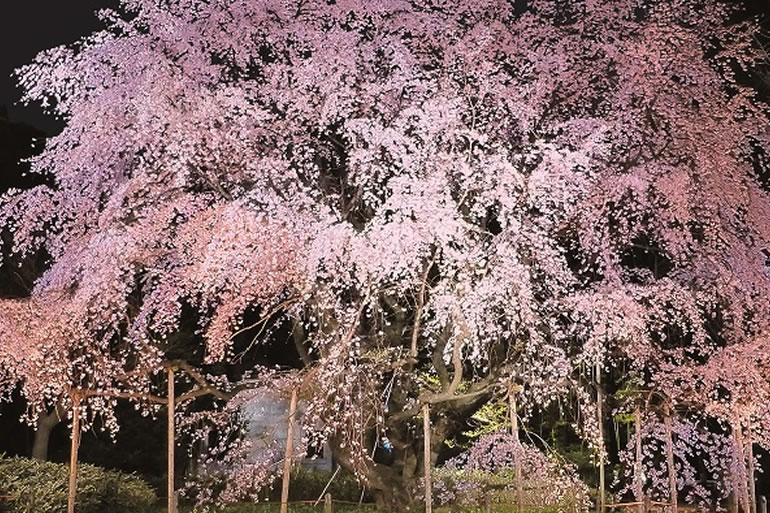 六義園の夜桜