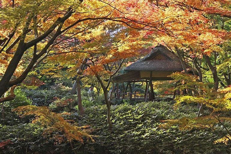 六義園のしだれ桜