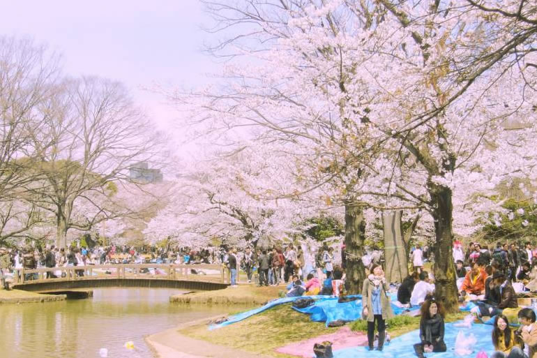 代々木公園の桜