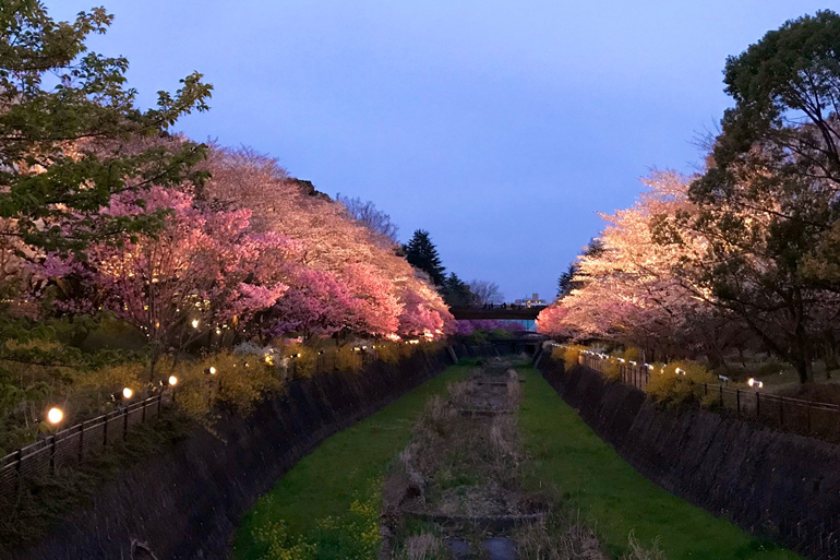 国営昭和記念公園の桜