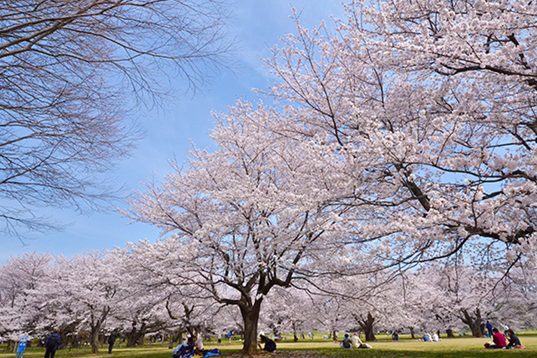 昭和記念公園の桜