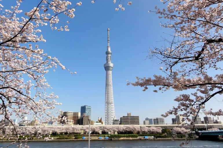 スカイツリーを見ながらお花見