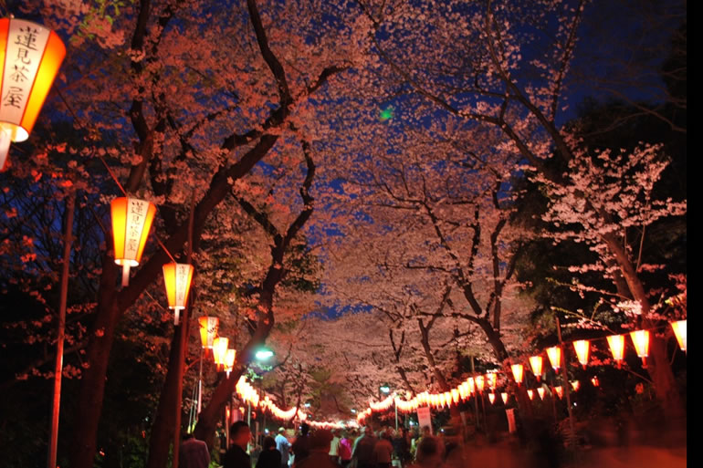 上野恩賜公園の桜