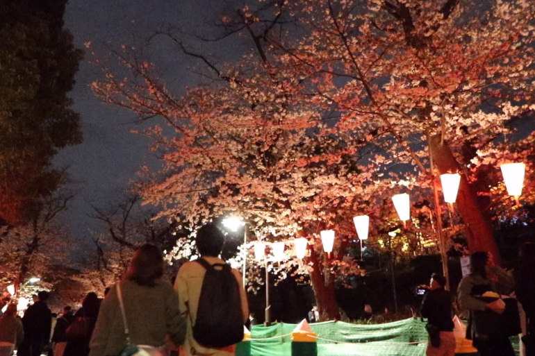 上野公園 さくら