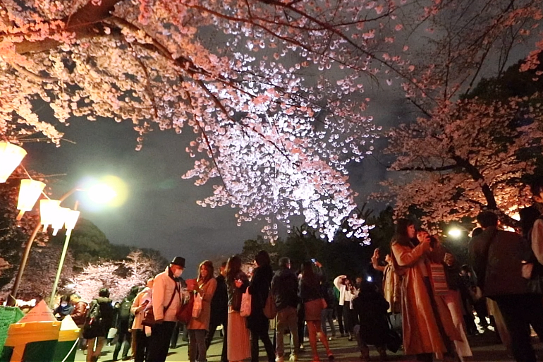 上野公園　桜