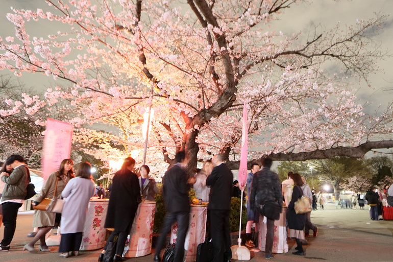 上野公園 夜桜