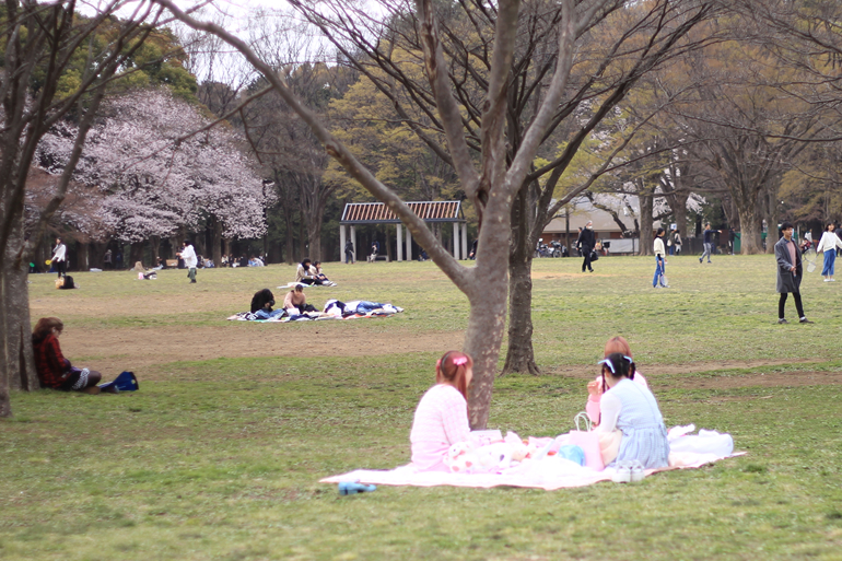 代々木公園　さくら