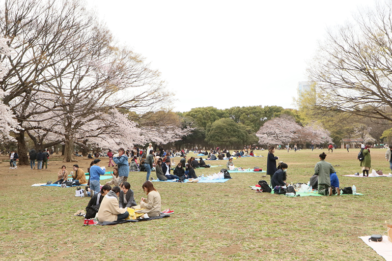 代々木公園　広場 お花見