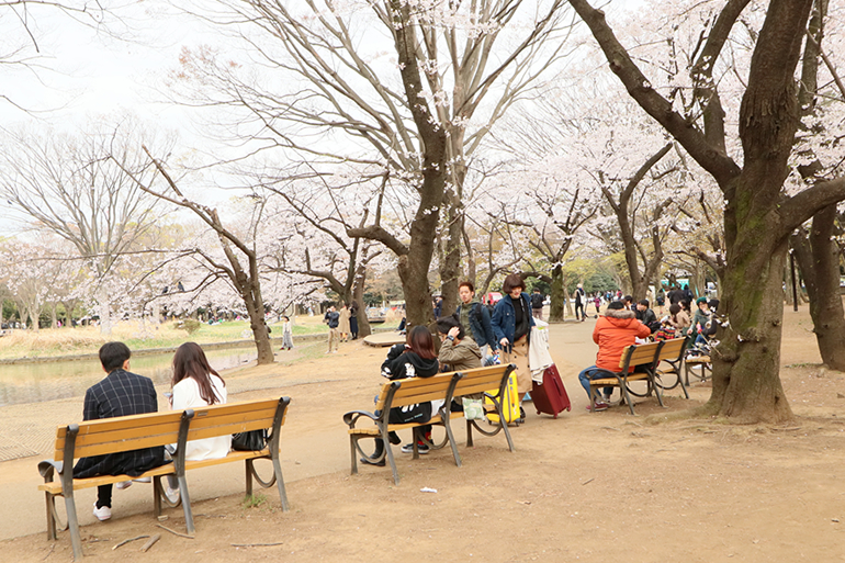 代々木公園の桜