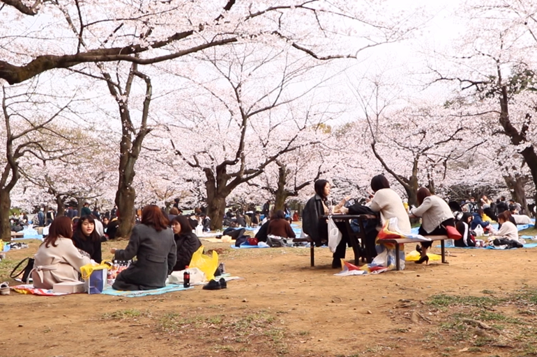 代々木公園のさくら