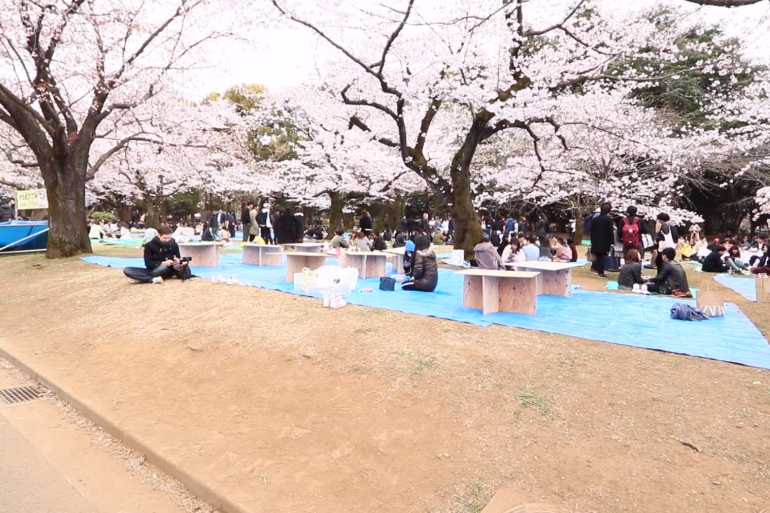 代々木公園の桜