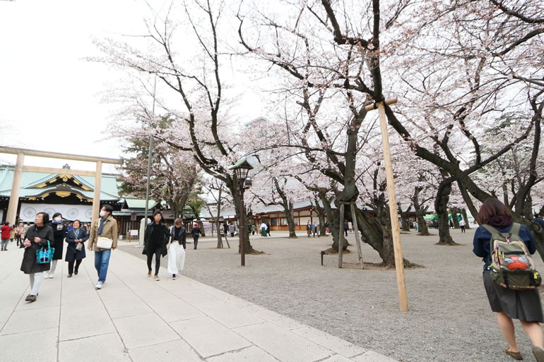 靖国神社でお花見