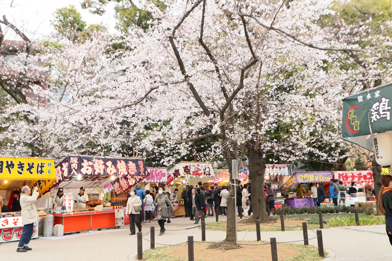 靖国神社の桜