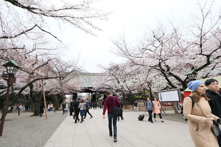 靖国神社の桜