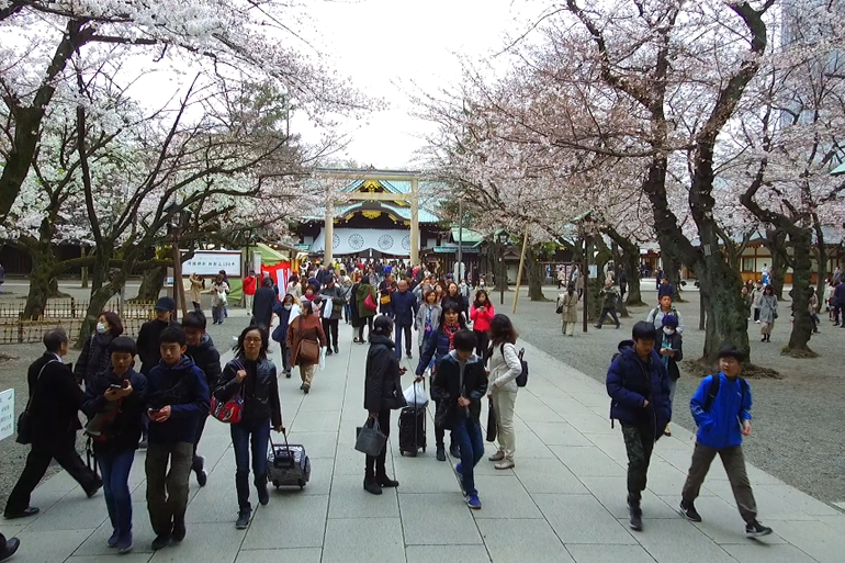 靖国神社の桜