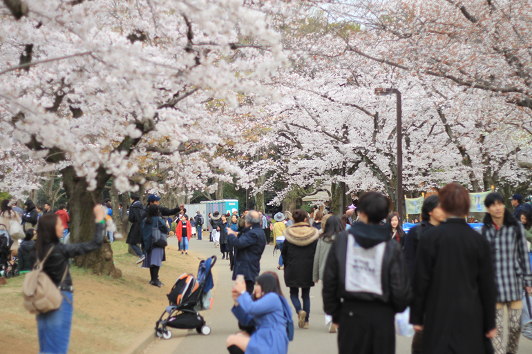 代々木公園でお花見