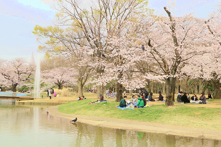 代々木公園でお花見