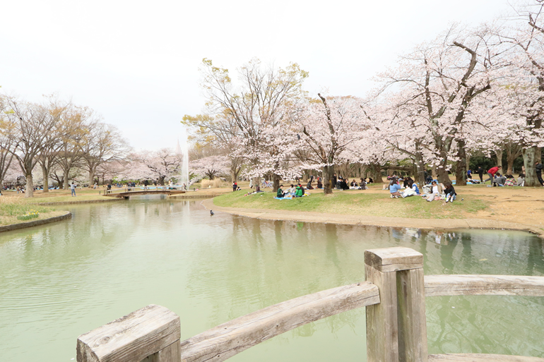 代々木公園の桜