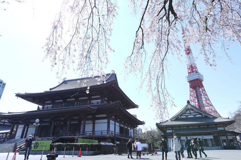 増上寺でお花見を楽しもう