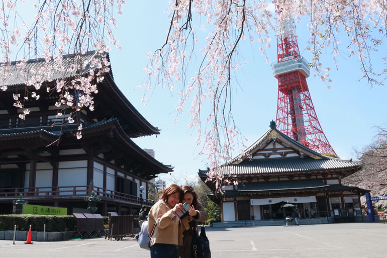 増上寺の桜