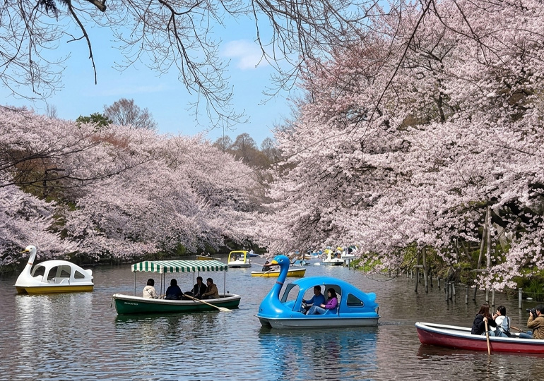 井之頭公園桜